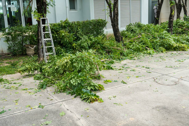 Best Fruit Tree Pruning  in Haven, KS